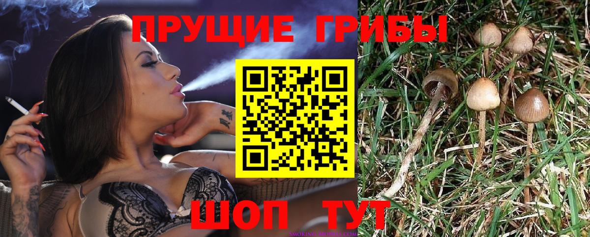 Псилоцибиновые грибы Psilocybe  сколько стоит  Ейск  Псилоцибиновые грибы мицелий 