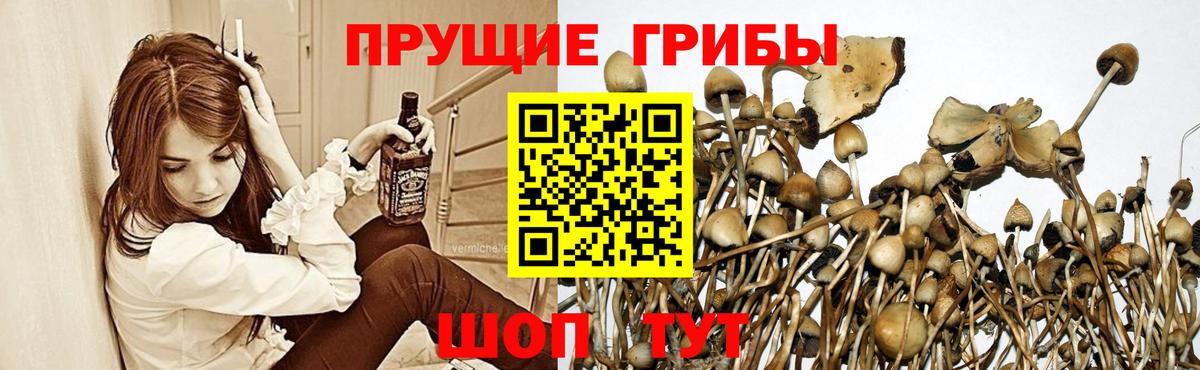 Псилоцибиновые грибы Cubensis  Вход с VPN  Псилоцибиновые грибы Cubensis  Ейск 